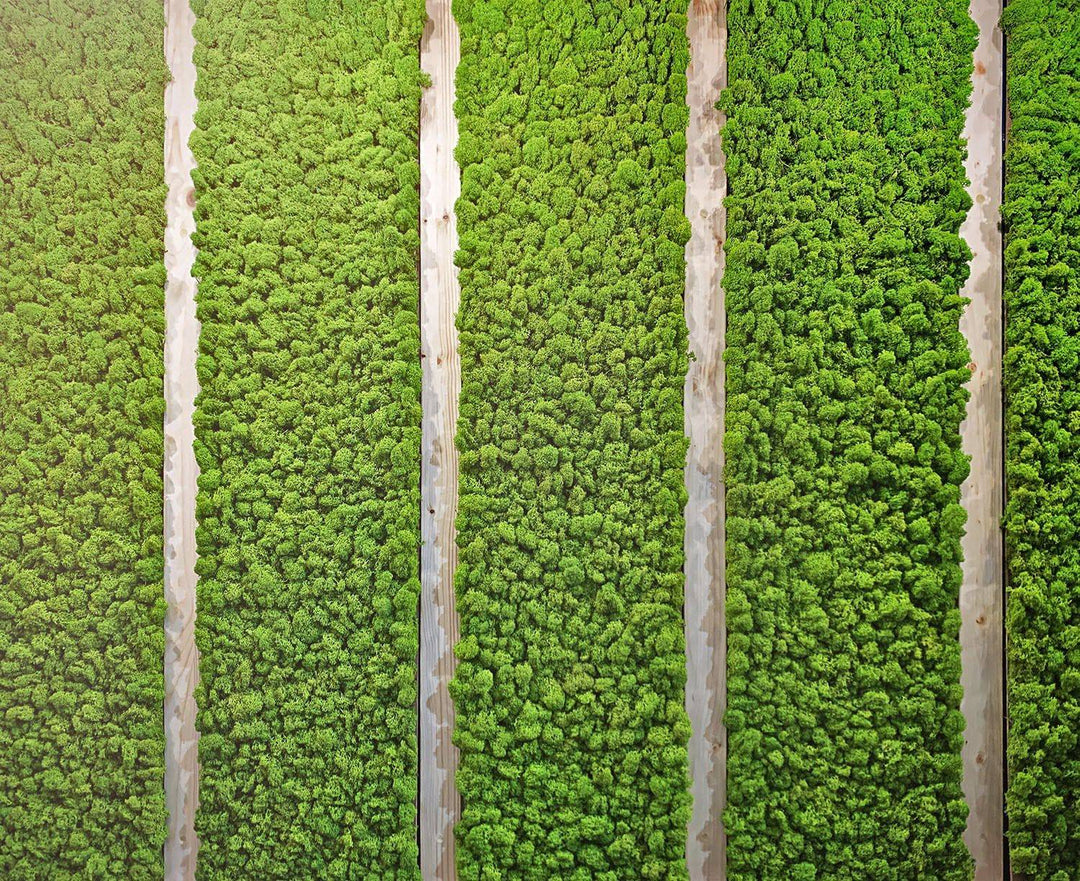Moss Wall Panels and Strips - MossFusion