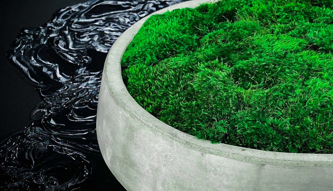 Preserved Moss in Concrete Bowl Centerpiece