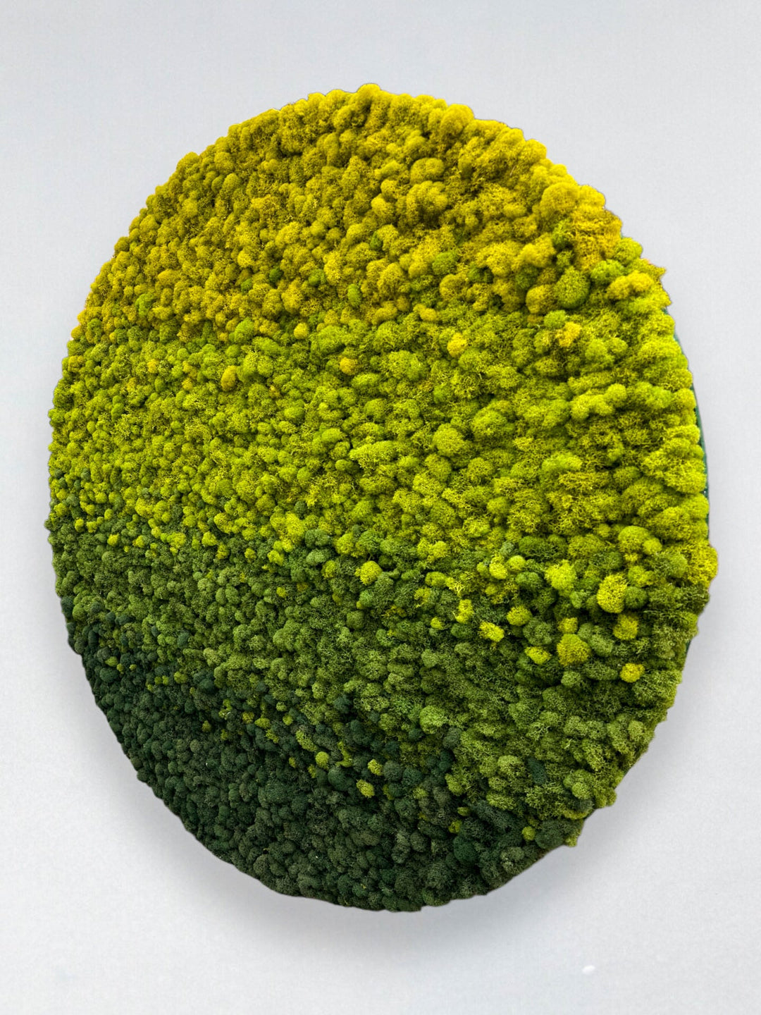 Ombre Circular Hanging Moss Wall Art - MossFusion