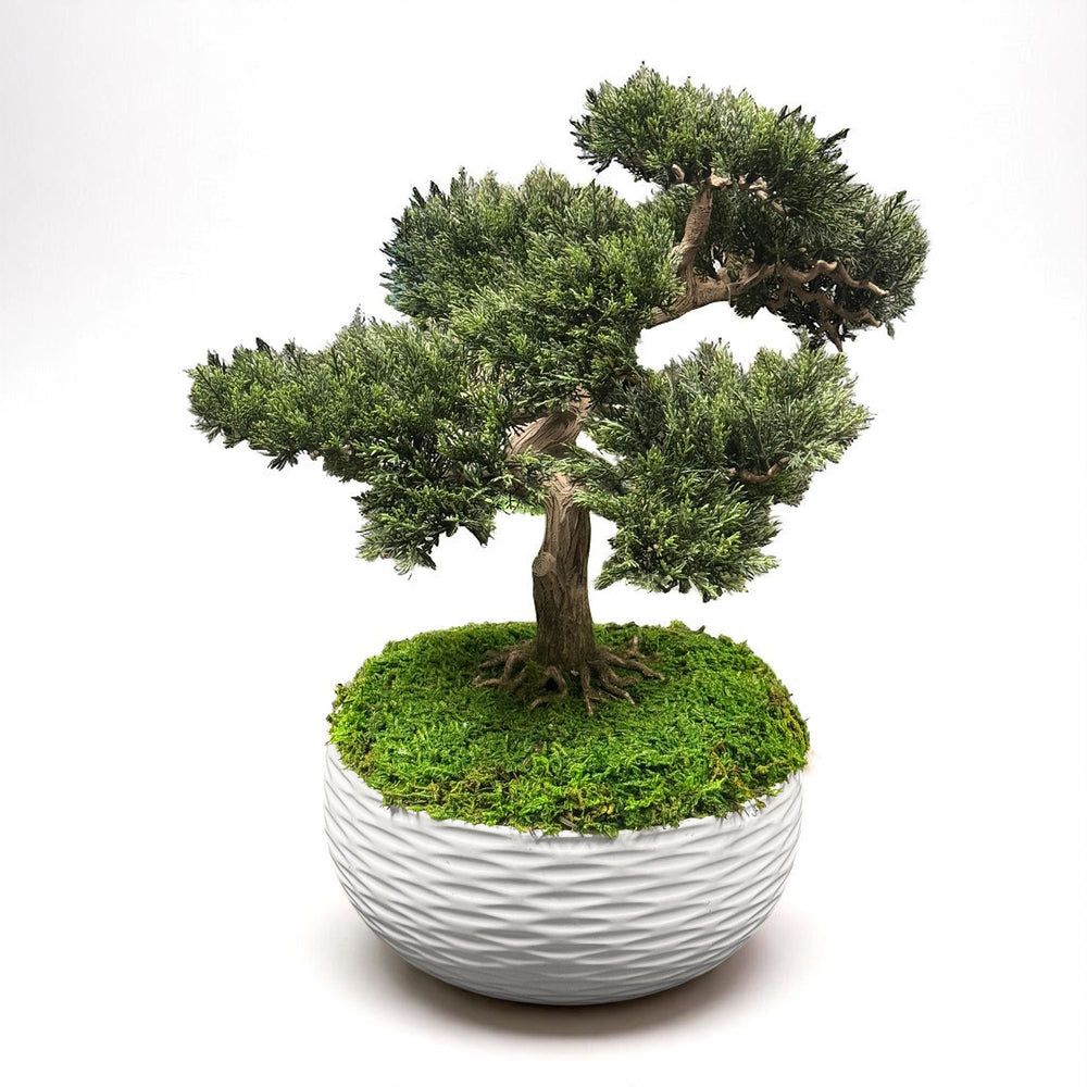 Faux Bonsai in White Ripple Pot with Preserved Moss - MossFusion