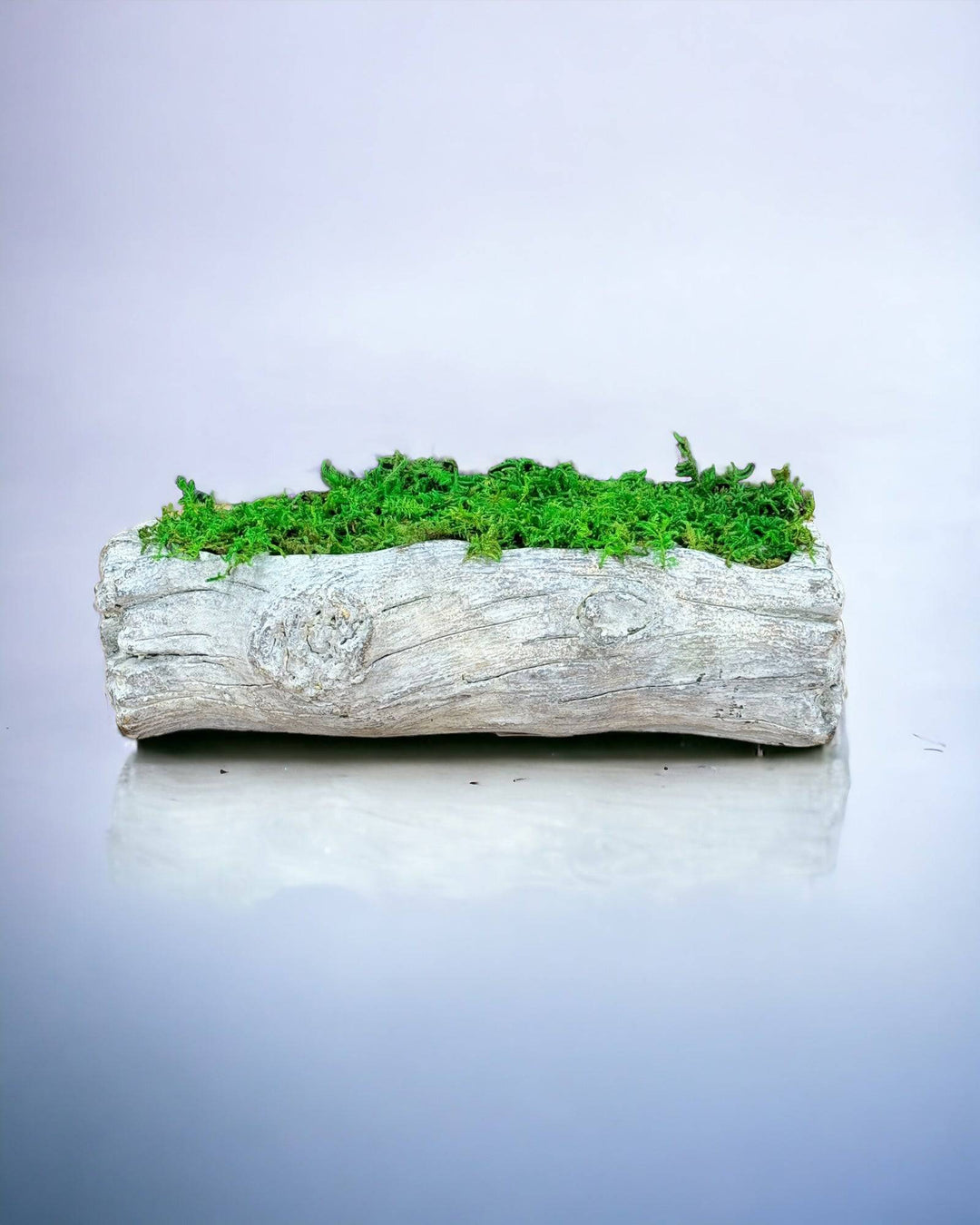 Preserved Moss in Cement Driftwood Center Piece - MossFusion