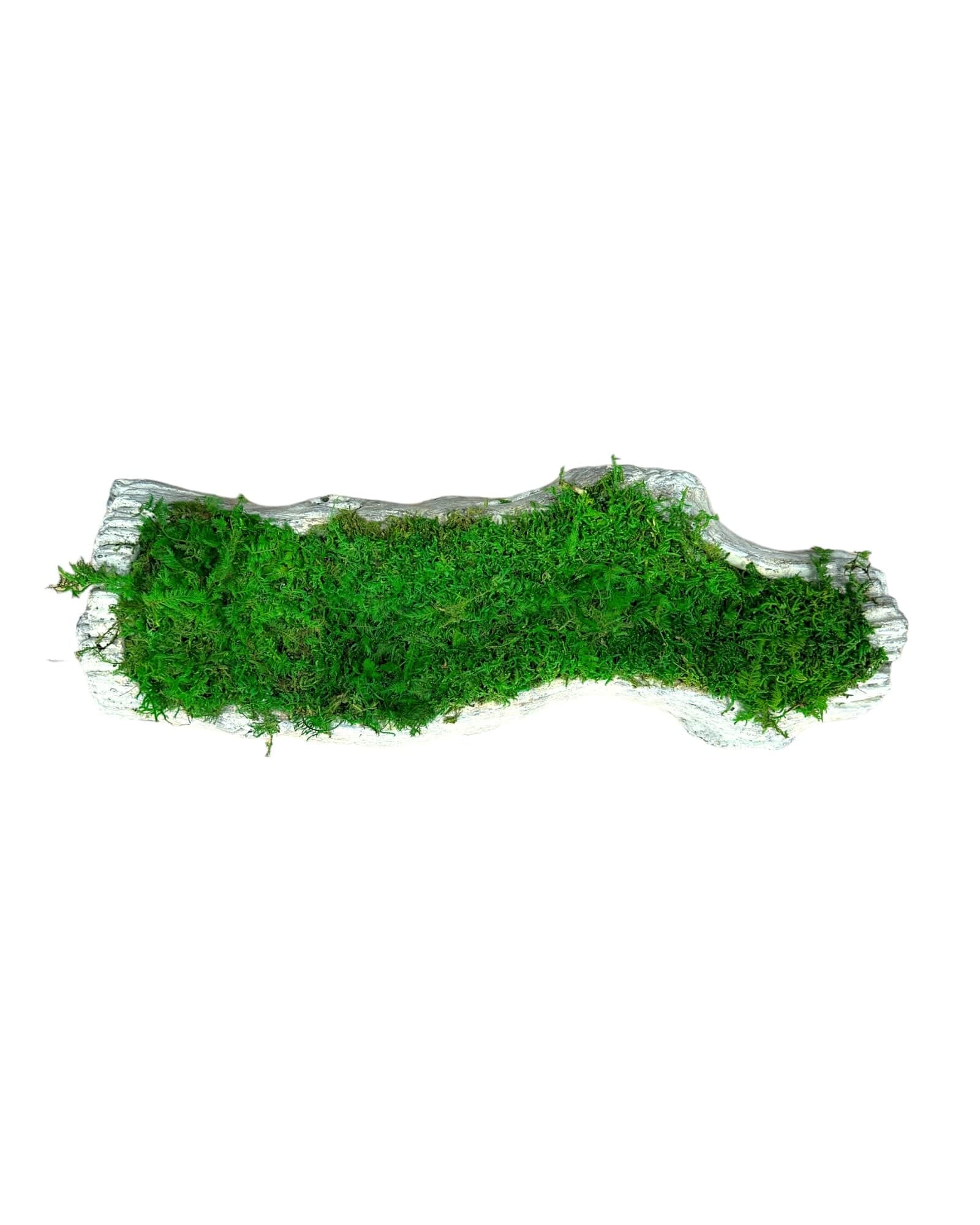 【美品】MOSS LEGIT 163cm Amazon.com: YUNVI 35 OZ Large Capacity Artificial Moss for Potted
