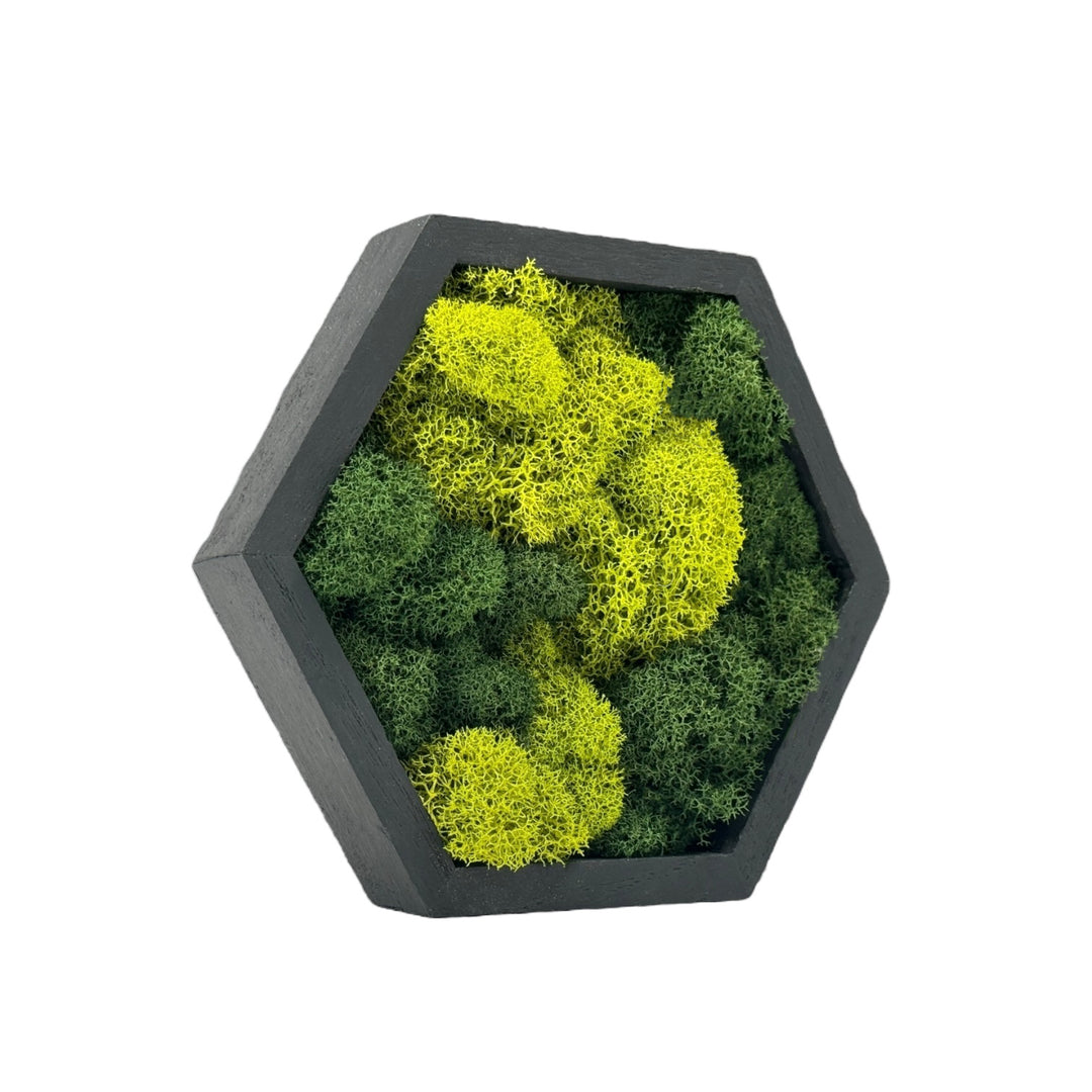 Miniature Wooden Hexagons with Preserved Moss - MossFusion
