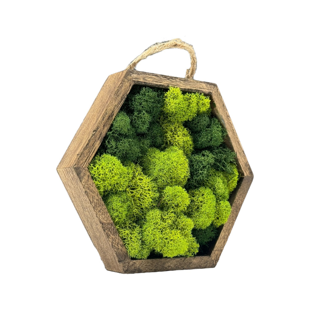 Miniature Wooden Hexagons with Preserved Moss - MossFusion