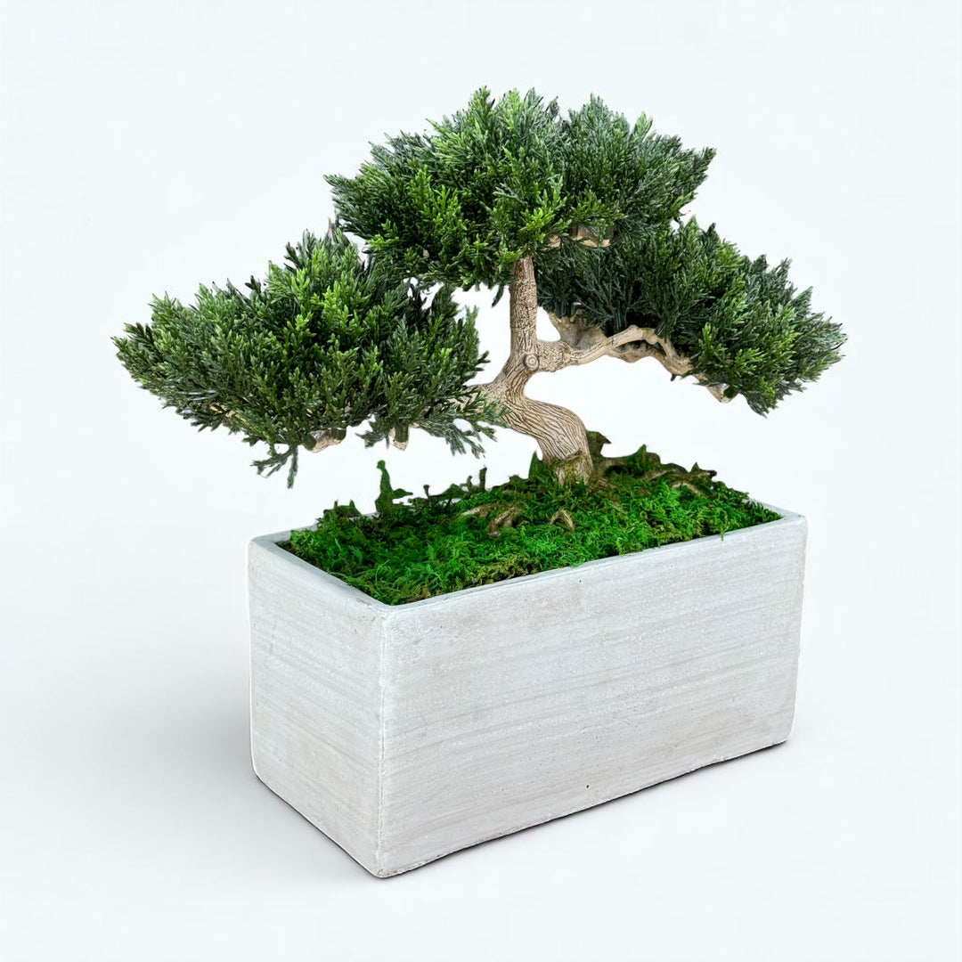 Faux Bonsai Tree in Concrete Planter with Preserved Moss - MossFusion