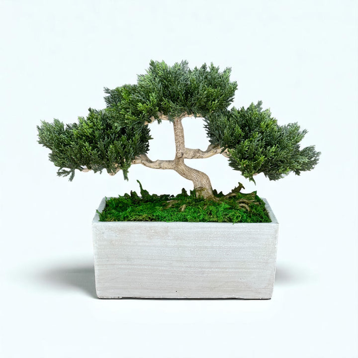 Faux Bonsai Tree in Concrete Planter with Preserved Moss - MossFusion