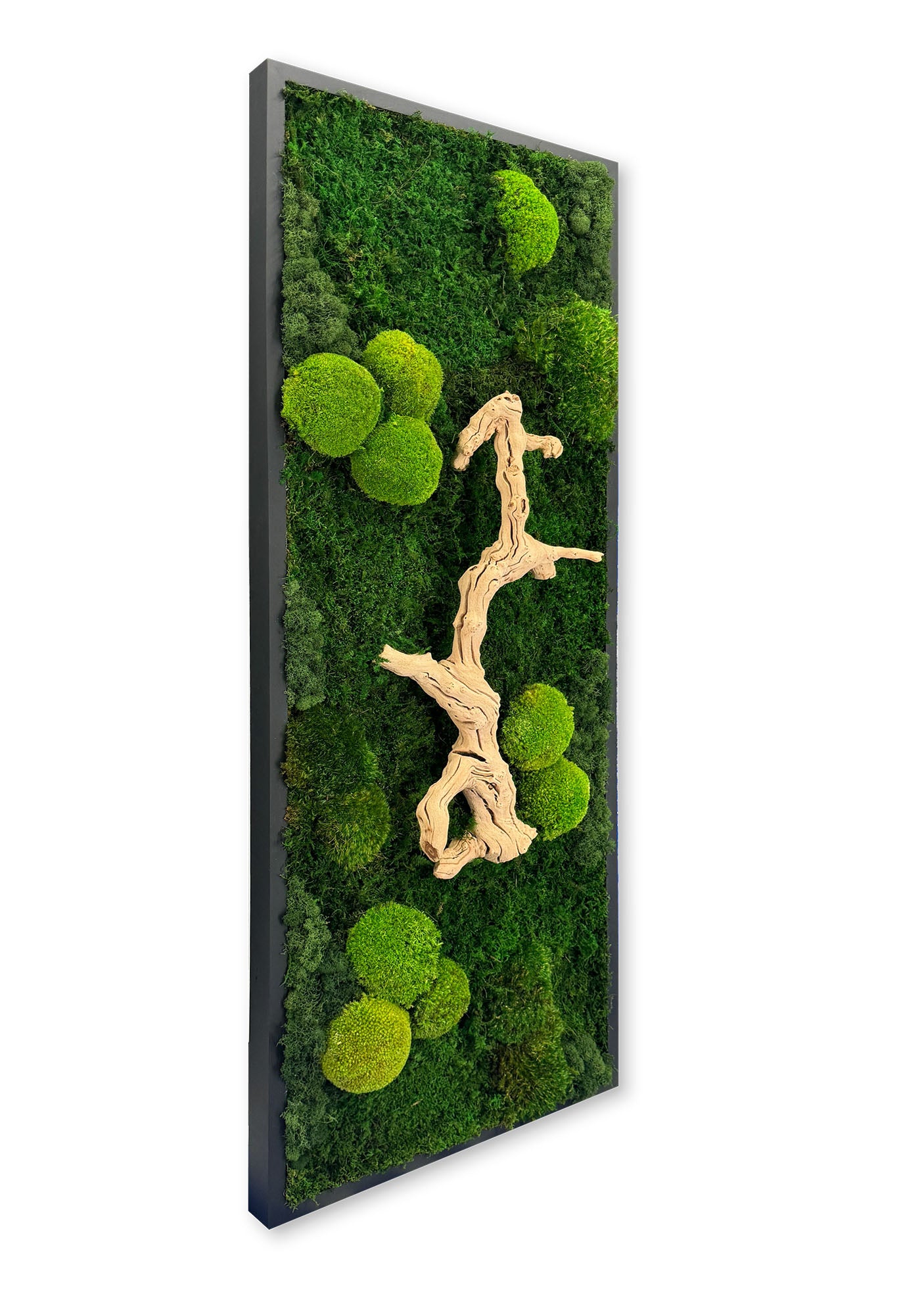 Preserved Pincushion Moss Wall Art – MossFusion