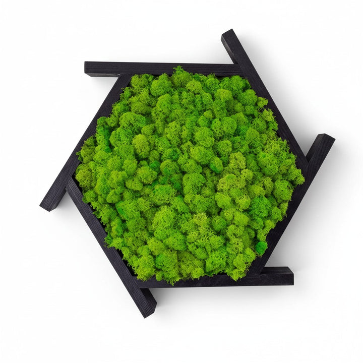 Aperture Hanging Moss Garden