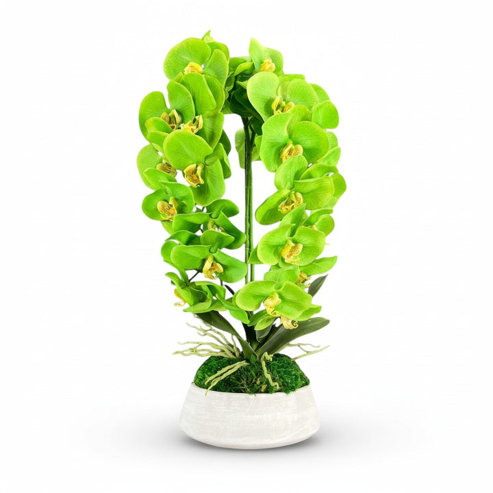 Orchid and Moss Centerpiece in Cement Bowl