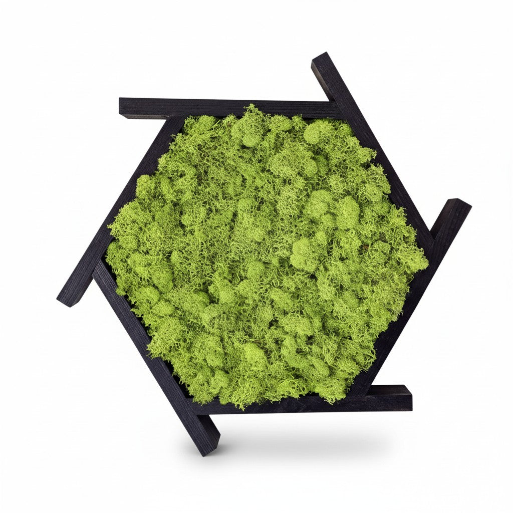 Aperture Hanging Moss Garden