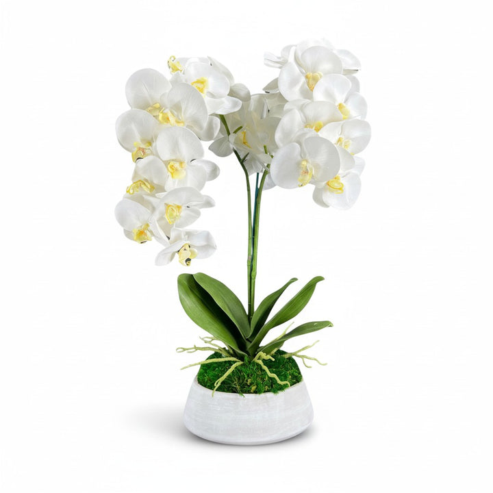 Orchid and Moss Centerpiece in Cement Bowl