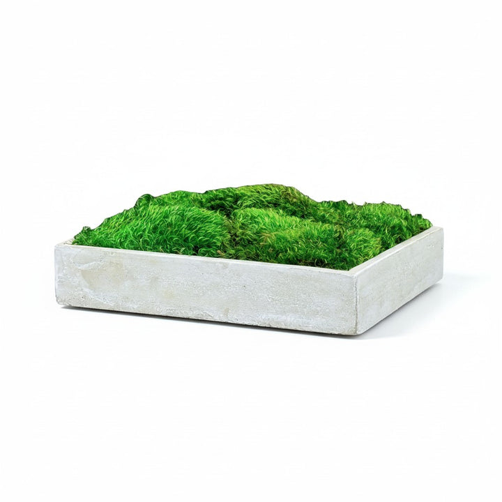 Mood Moss Center Piece