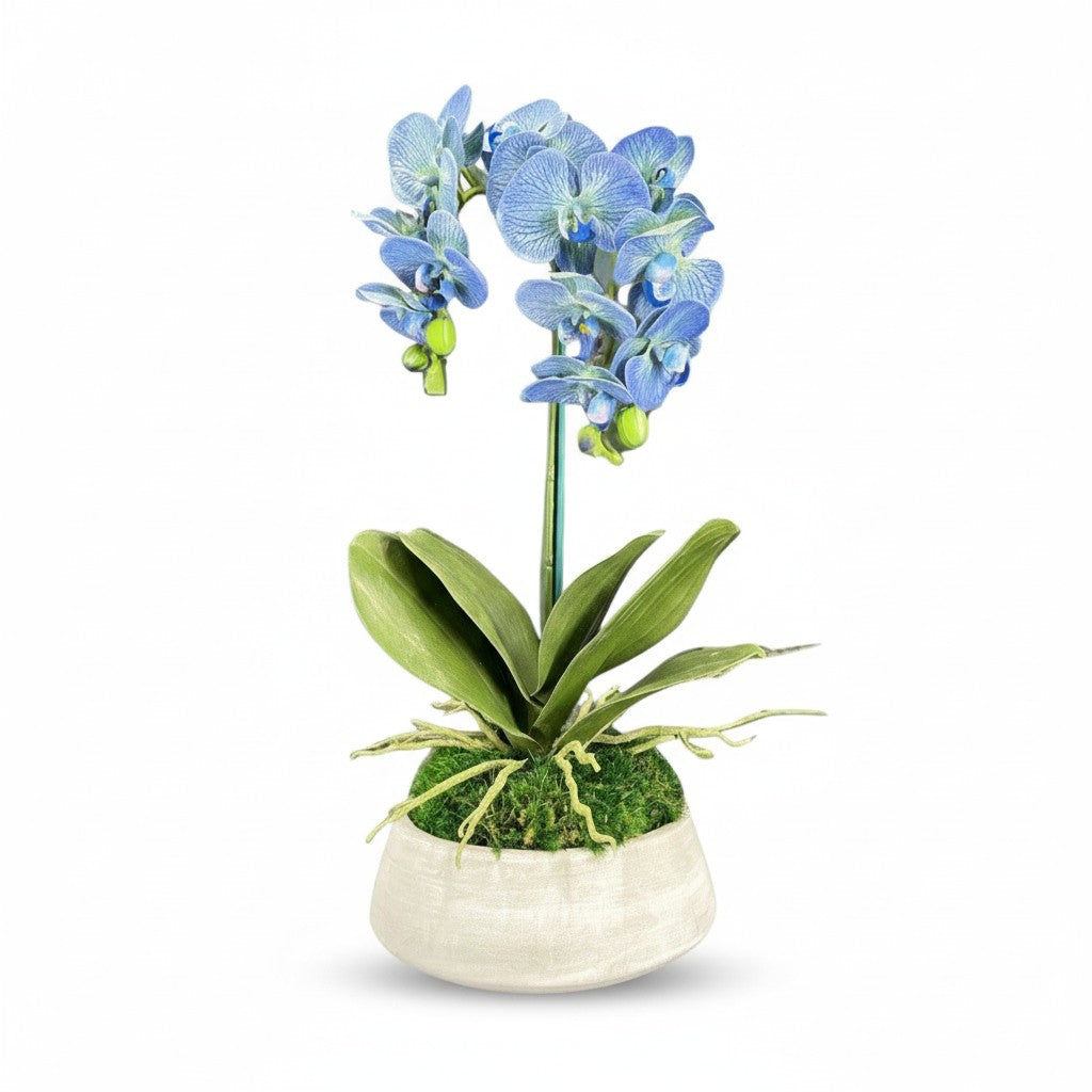 Orchid and Moss Centerpiece in Cement Bowl