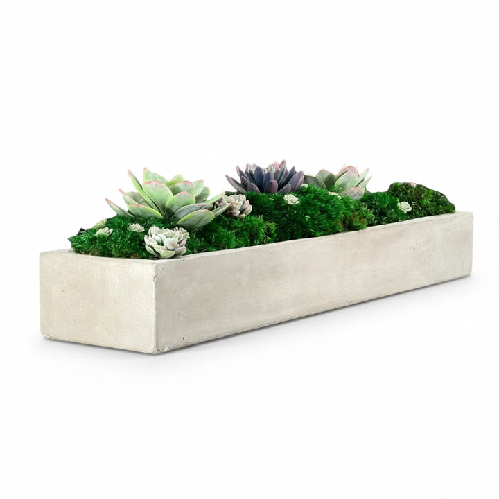 Rectangular concrete planter with succulents on a white background