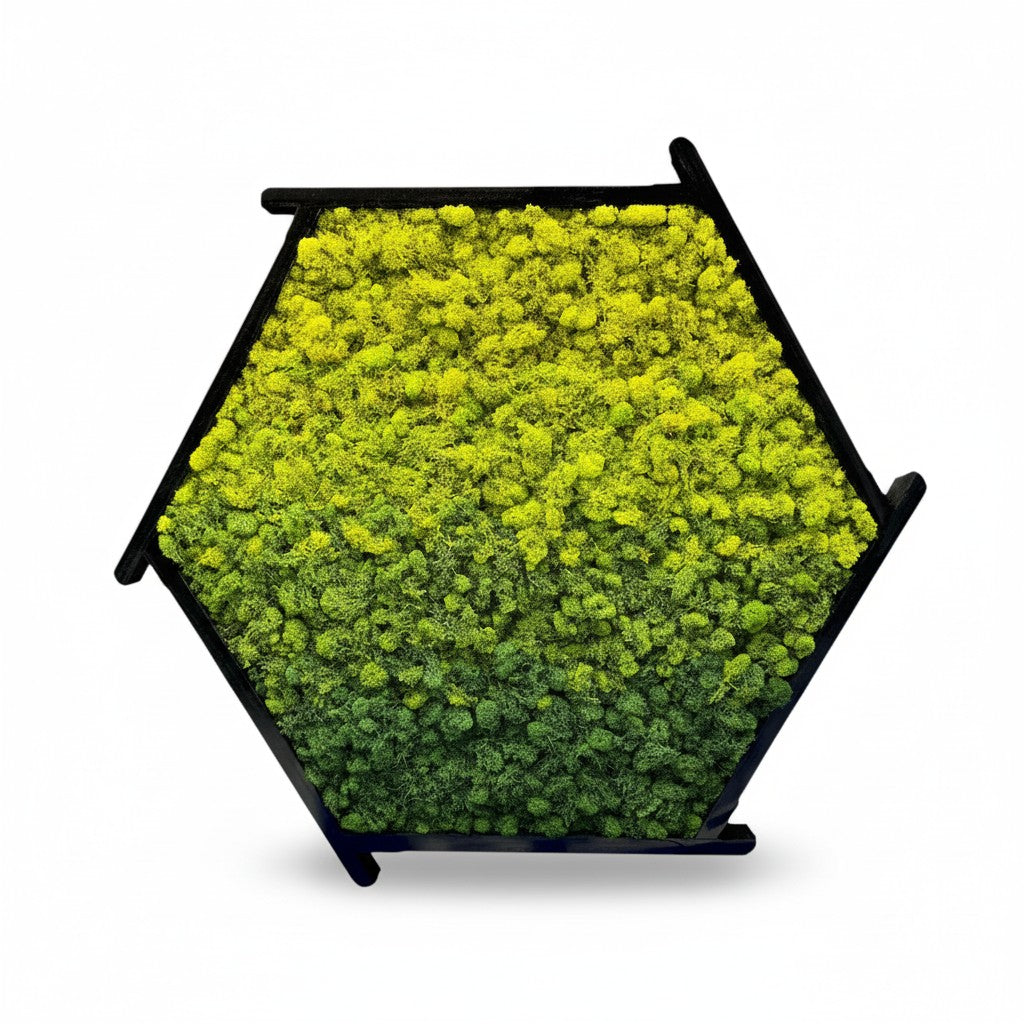 Aperture Hanging Moss Garden