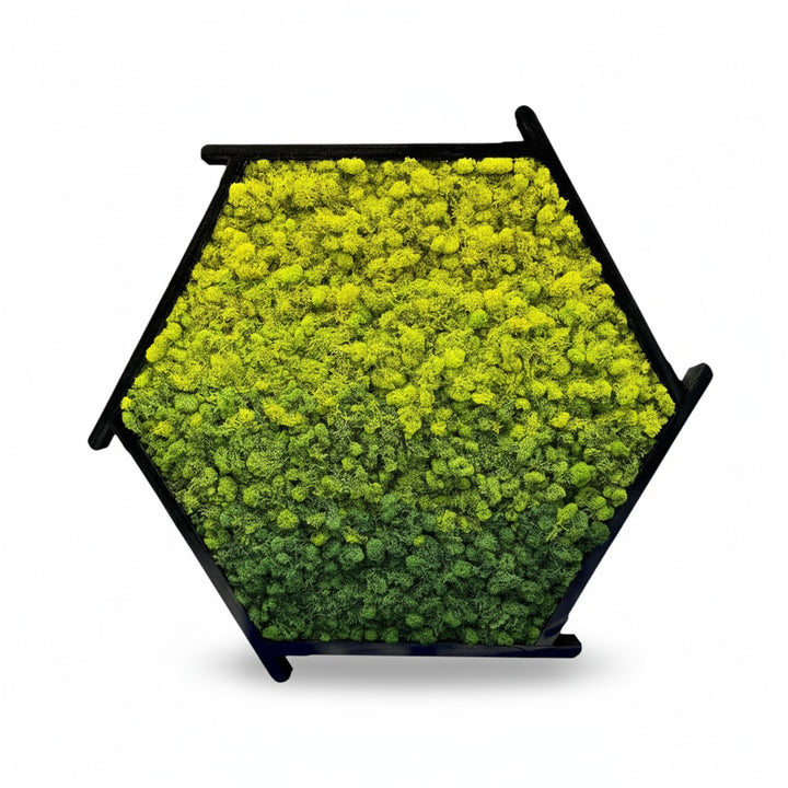 Aperture Hanging Moss Garden