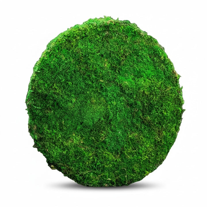 Sheet Moss Circular Hanging Art