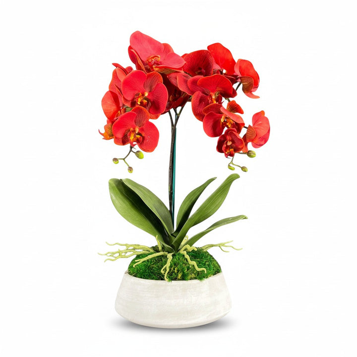 Orchid and Moss Centerpiece in Cement Bowl