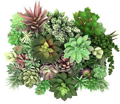 Add Succulents - MossFusion
