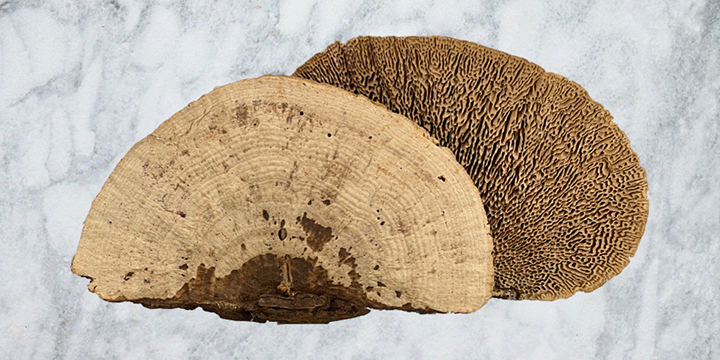 Dried Mushrooms - MossFusion
