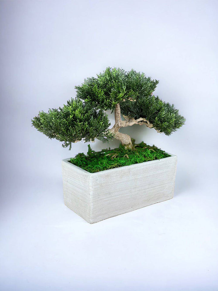 Faux Bonsai Tree in Concrete Planter with Preserved Moss - MossFusion