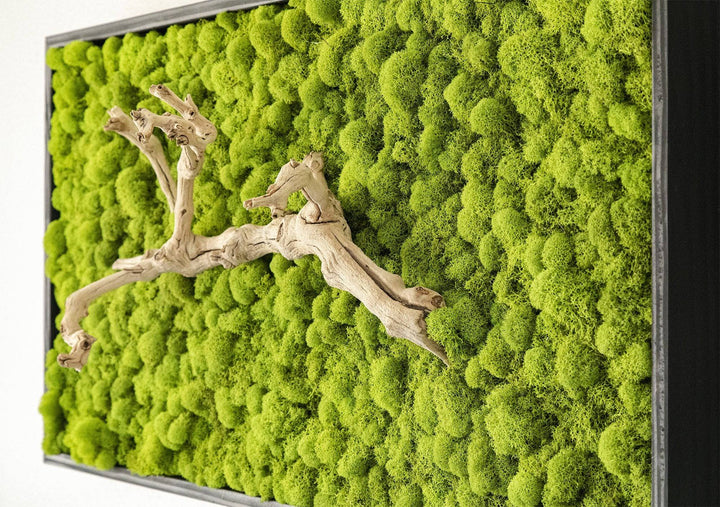 Grapevine Root & Moss Wall Art - MossFusion