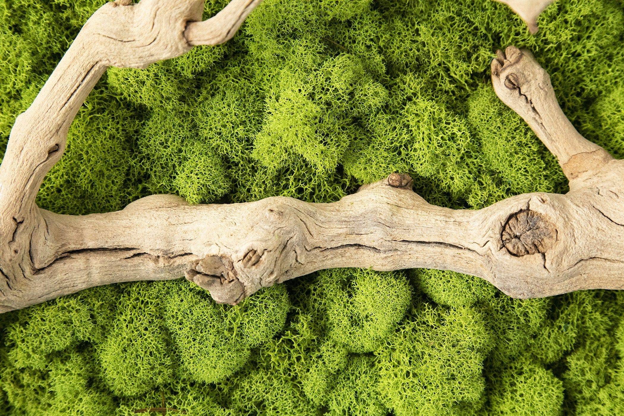 Grapevine Root & Moss Wall Art For Sale | Moss Fusion