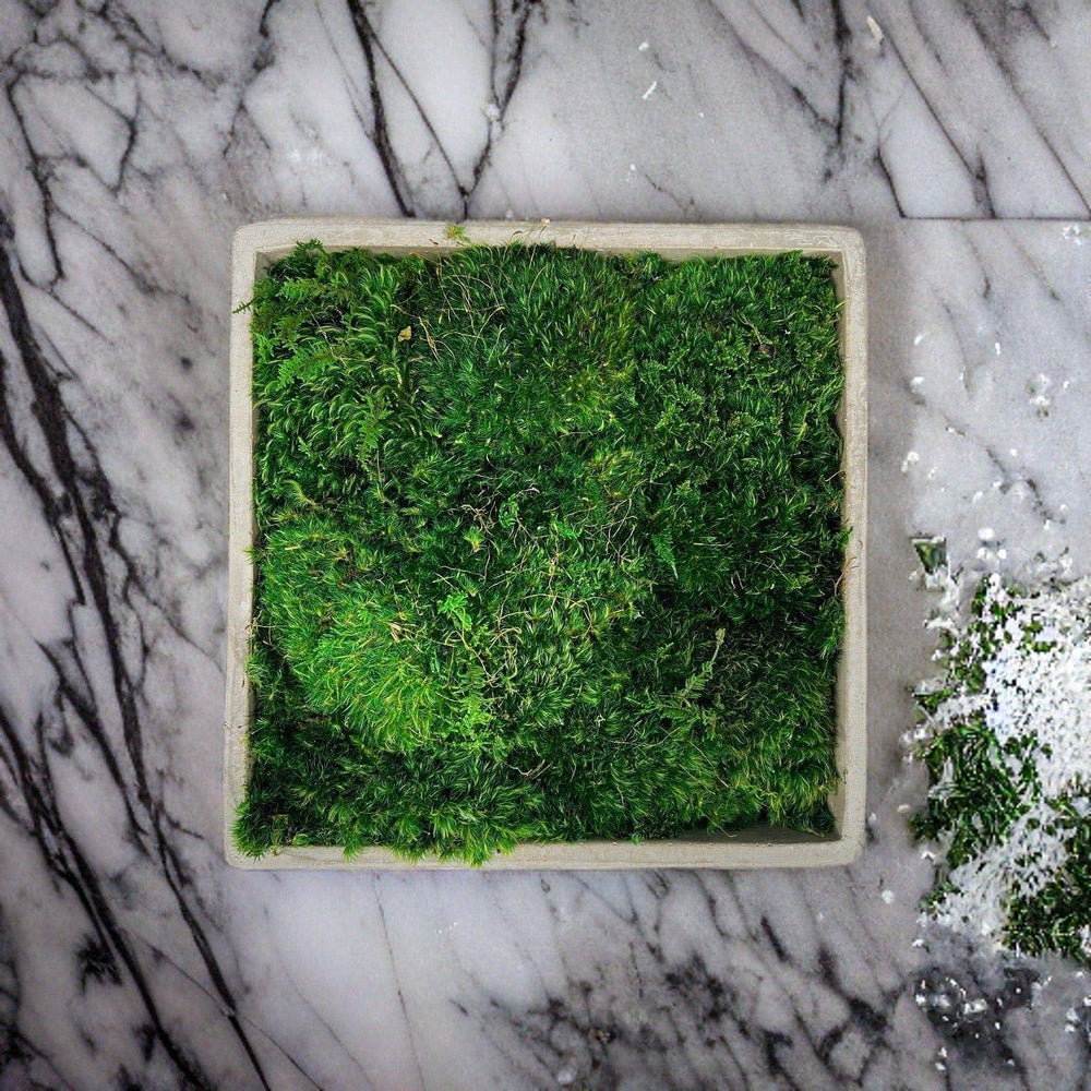 Mood Moss CenterPiece - MossFusion