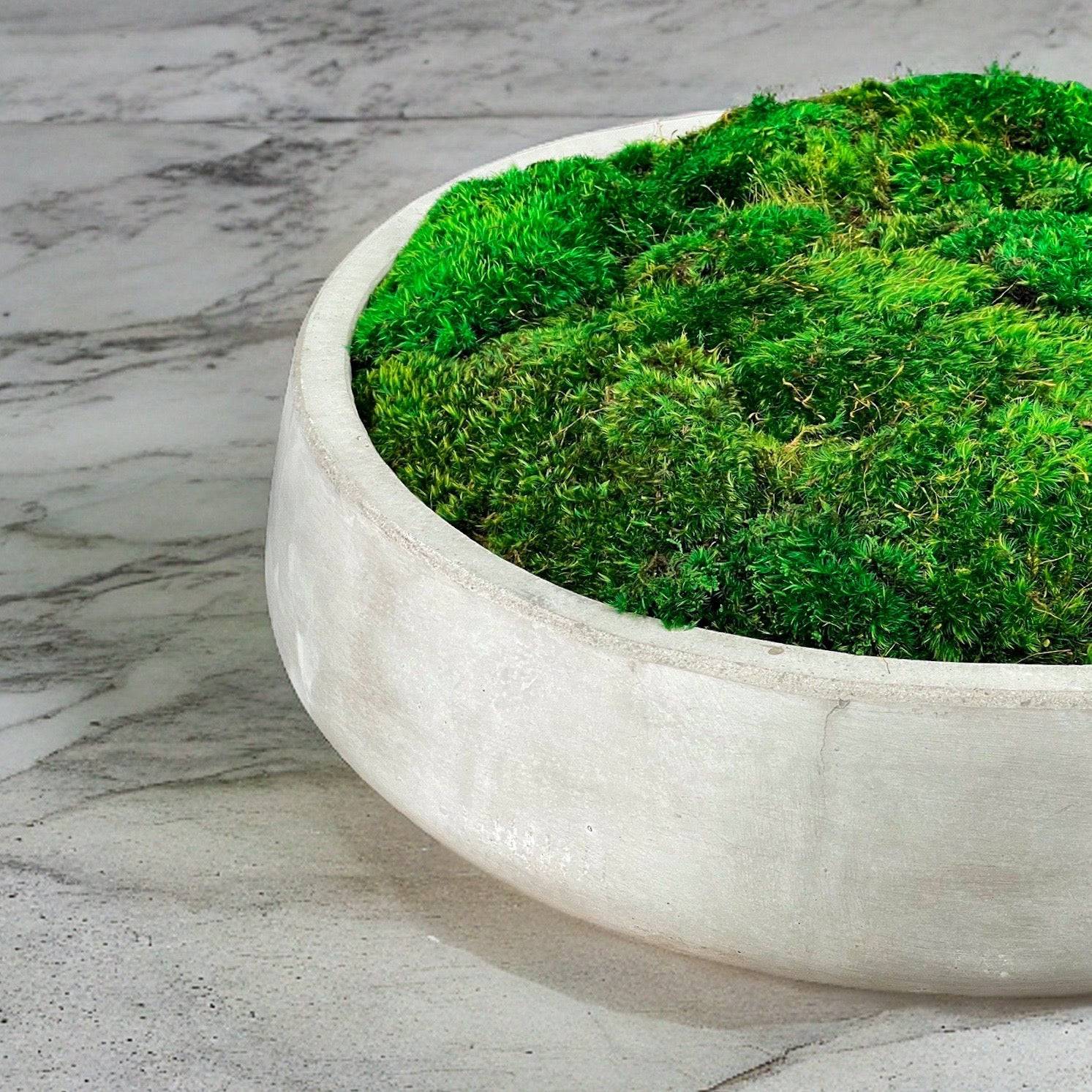 Moss Bowl Arrangement, Concrete Bowl Moss Decor 9” bowl