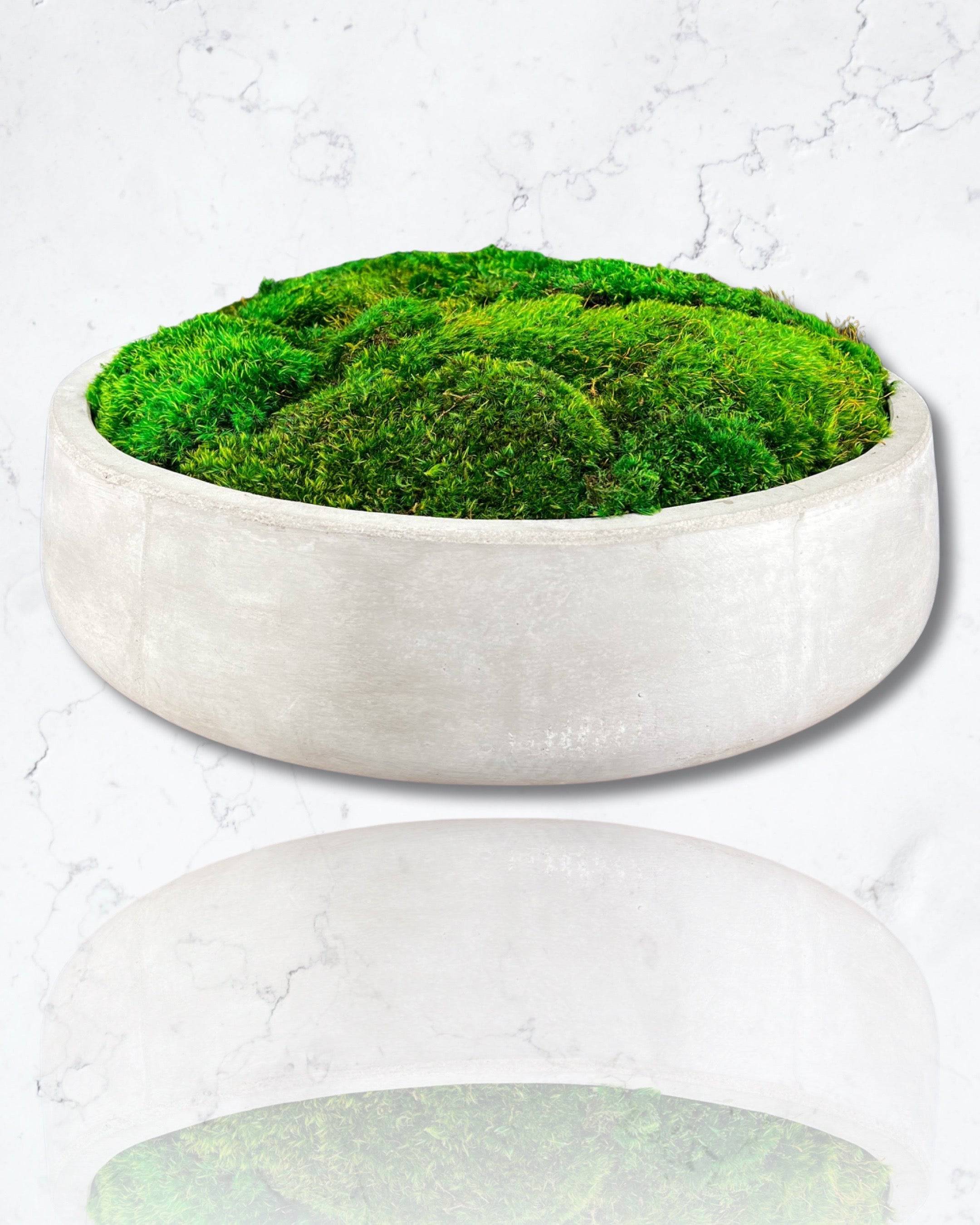 Concrete Round Moss Planters/Cement Desktop Storage/Cement Moss hotsell planters/Creative Gifts/GIfts for her/Gifts for Colleagues/Office Table