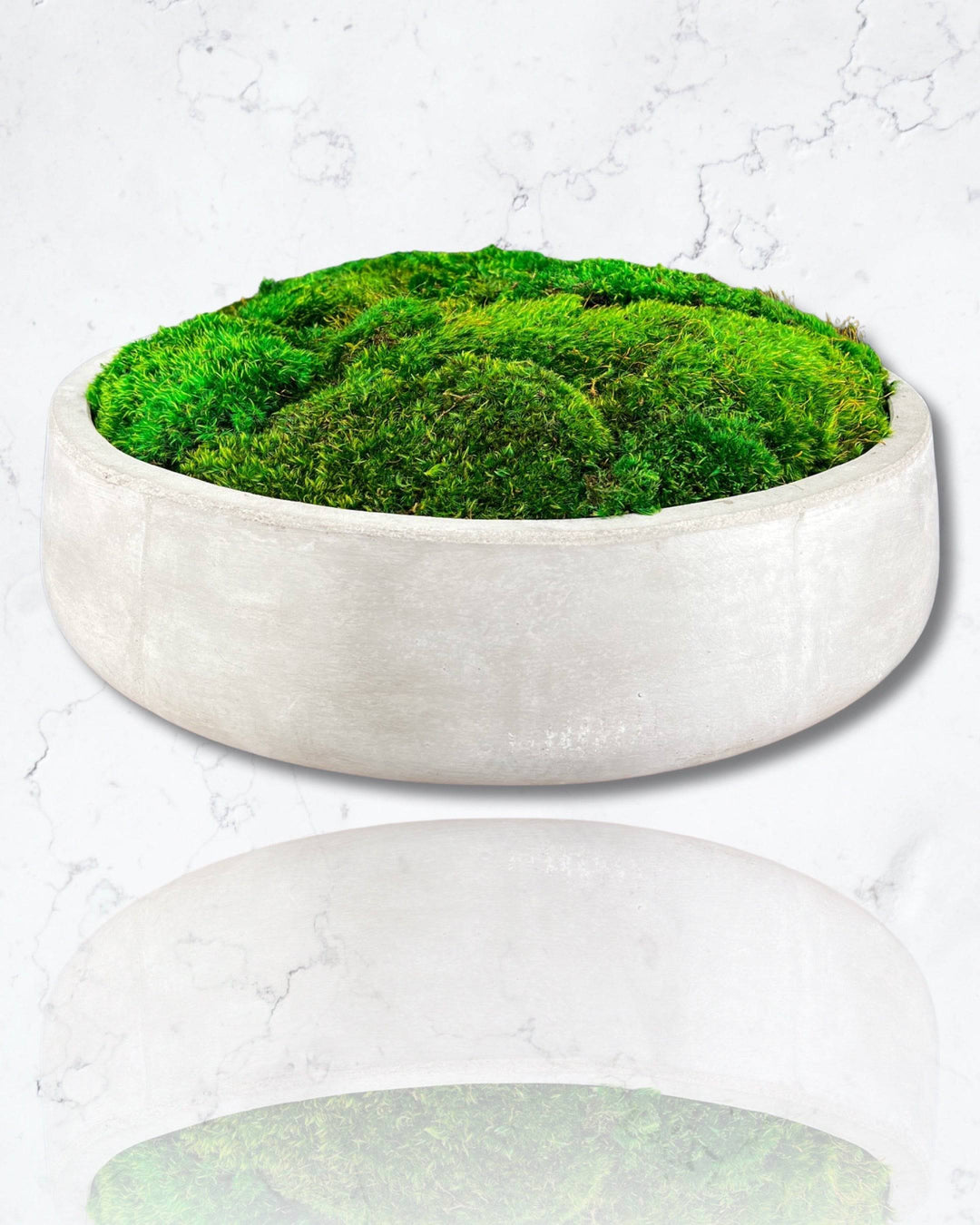 Moss in large Round Cement Bowl - MossFusion