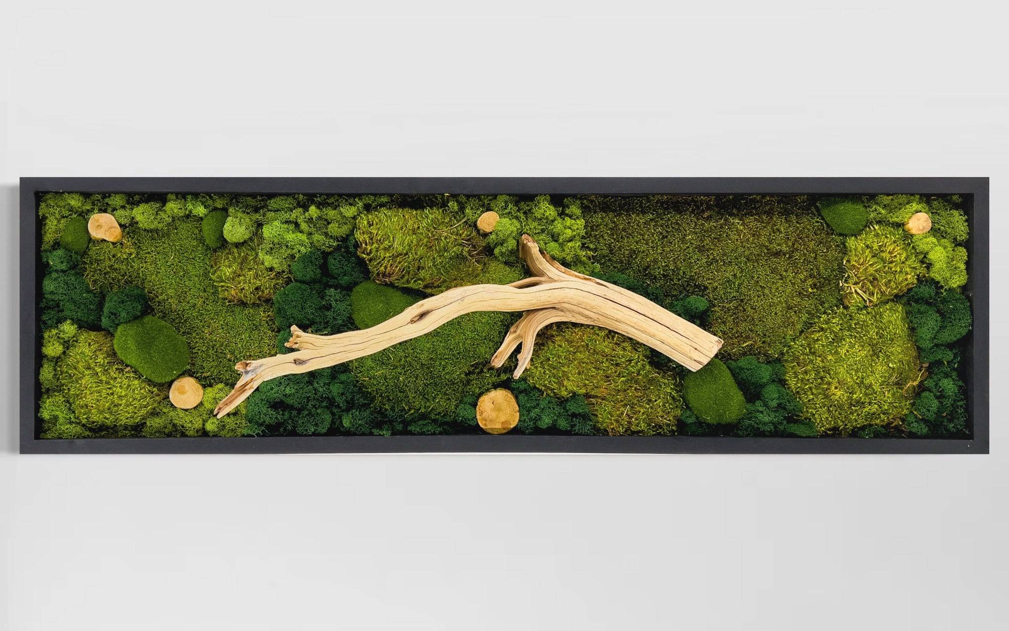 美品MOSS TWFD imgrc0121166801.jpg