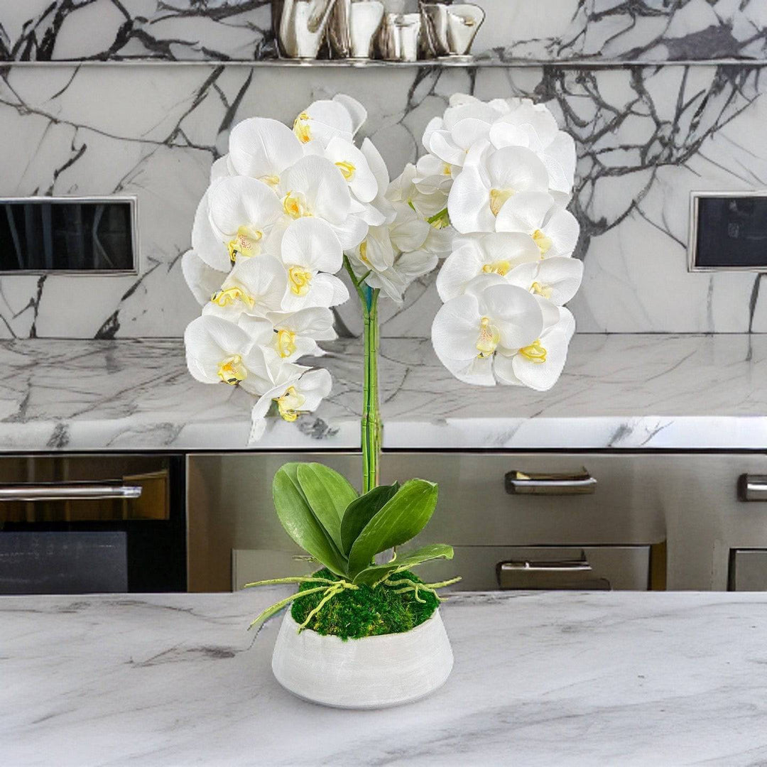 Orchid and Moss Centerpiece in Cement Bowl - MossFusion