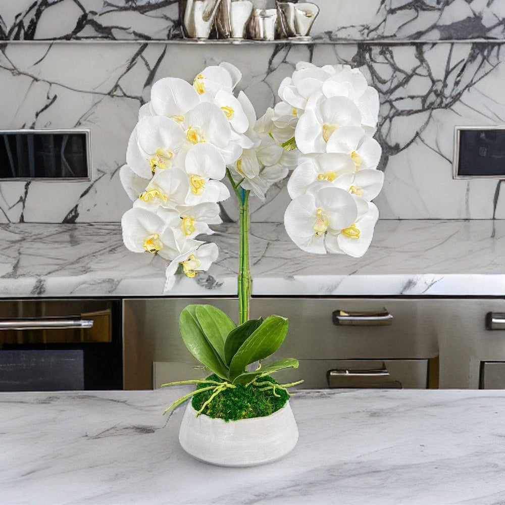 Orchid and Moss Centerpiece in Cement Bowl - MossFusion