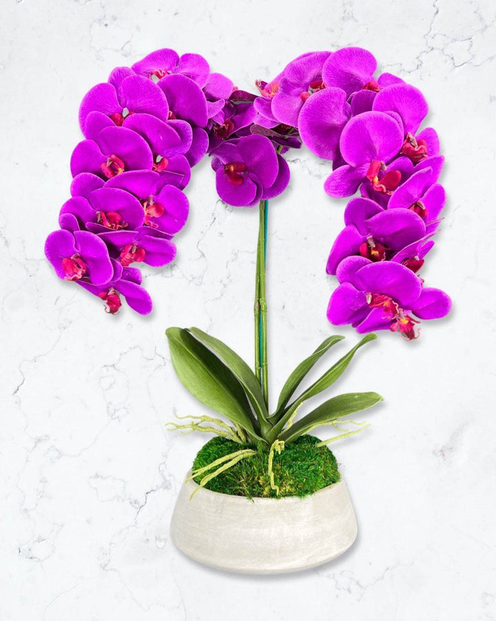 Orchid and Moss Centerpiece in Cement Bowl - MossFusion