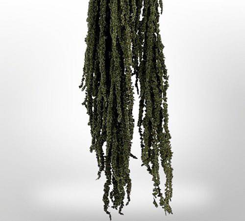 Preserved Amaranthus - MossFusion