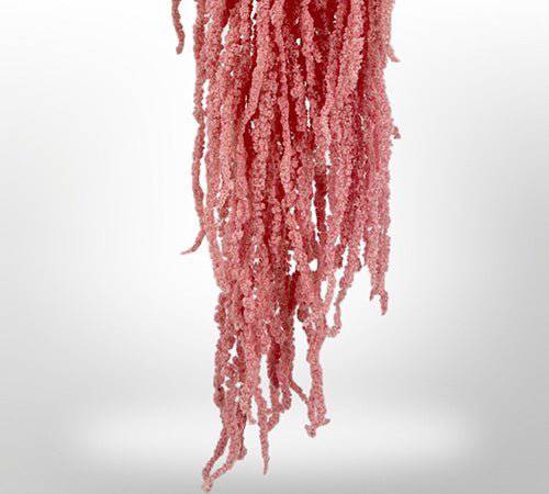 Preserved Amaranthus for Art Sets - MossFusion