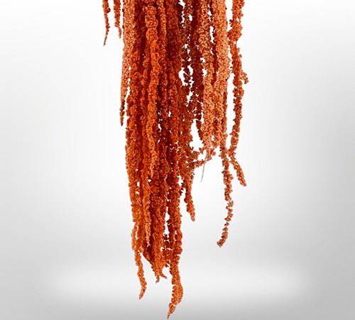 Preserved Amaranthus for Art Sets - MossFusion