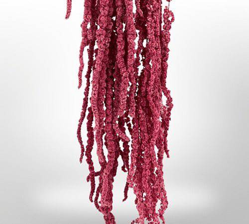 Preserved Amaranthus for Art Sets - MossFusion