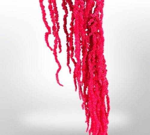 Preserved Amaranthus for Art Sets - MossFusion