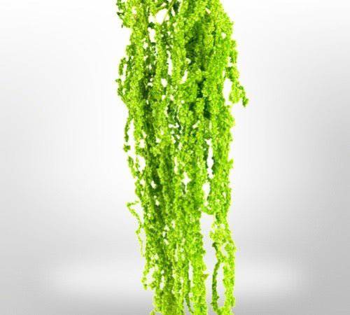 Preserved Amaranthus for Art Sets - MossFusion