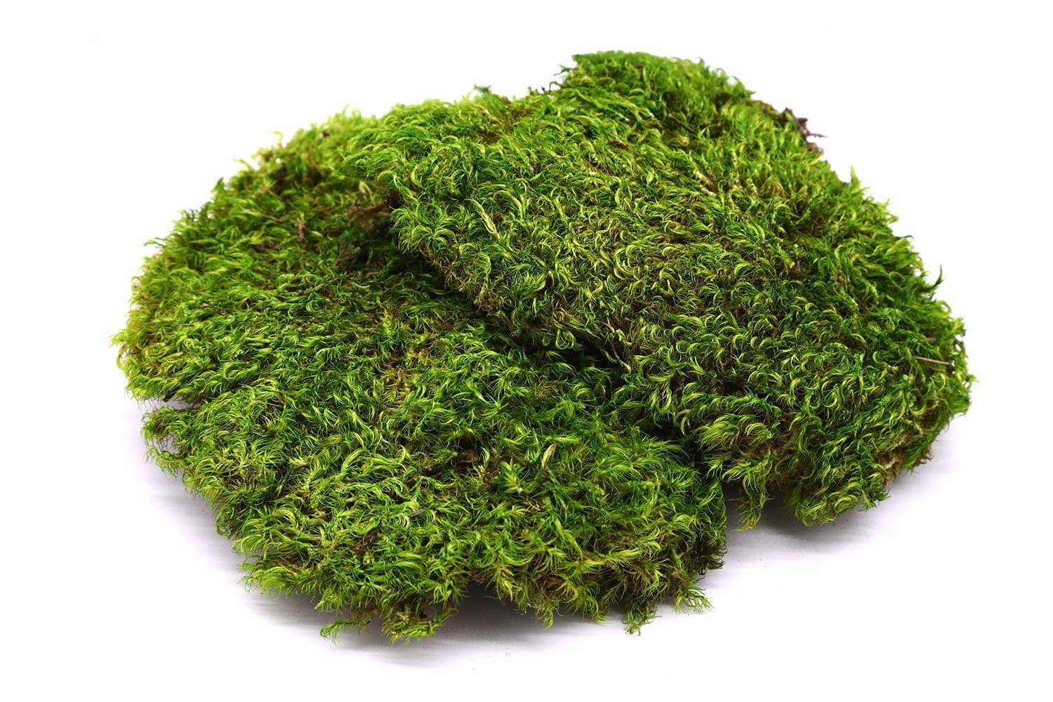 Preserved Mood and Pillow Moss Wall Art Decor | MossFusion