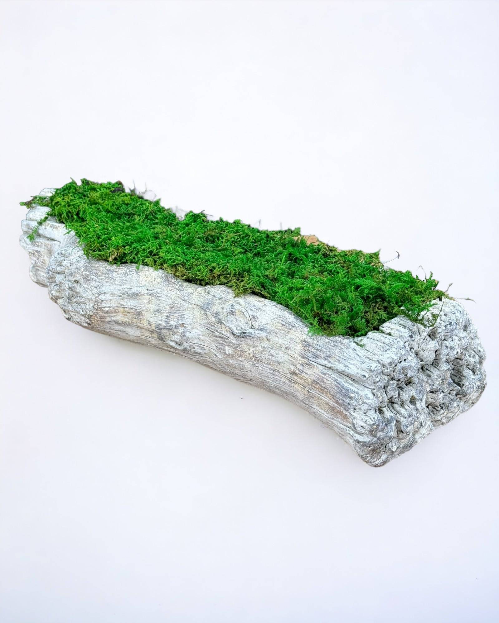 Preserved Moss in Cement Driftwood Center Piece – MossFusion