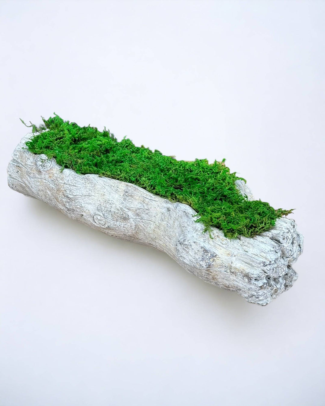 Preserved Moss in Cement Driftwood Center Piece - MossFusion