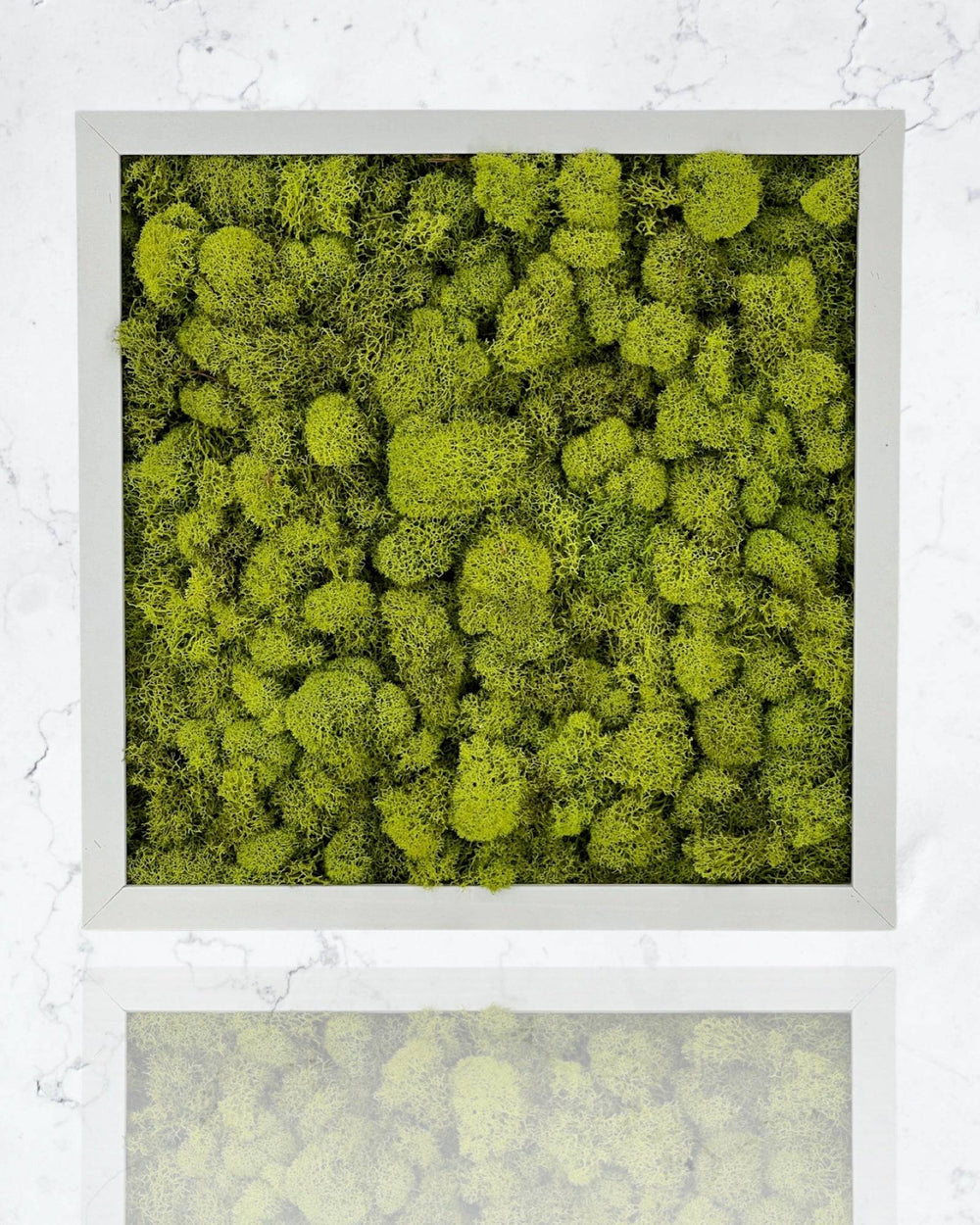 Square Moss Wall Art - MossFusion